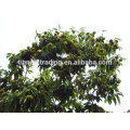 Chinese chestnut exporter Taian